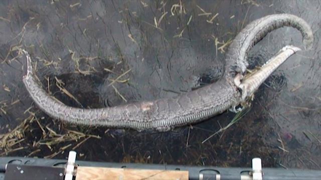 SNAKE BURSTS AFTER EATING ALLIGATOR смотреть онлайн
