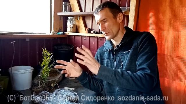 Покупка саженцев зимой смотреть онлайн