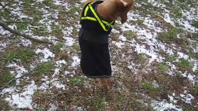 Staffordshire bull terrier puppy Bastian - itching смотреть онлайн