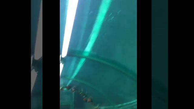 20180213-Выходные дни в отделе природы смотреть онлайн