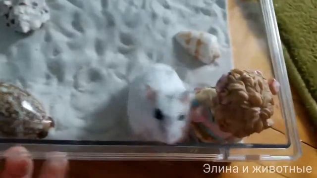 Мини-пляж для хомяка!-Элина и животные смотреть онлайн