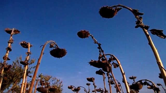 FloridaYalta двойные стандарты. БРАК ЭТО ТЮРЬМА Флорида Ялта