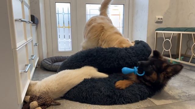 Golden Retriever Shocked by Puppies occupying his bed! смотреть онлайн