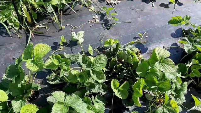 Работаем на участке начали заселять клубничный маточник. Жаркие дни прервались дождём с градом.