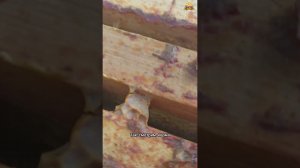 Бакфаст B55(DSA)