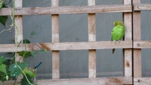 Пение и звуки птиц - попугаев: волнистики, какаду, ара, кореллы, попугаи-монахи, квакеры, туканы...