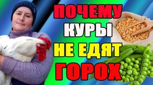 Почему куры НЕ ЕДЯТ ГОРОХ. Почему ГОРОХ так важен для кур.