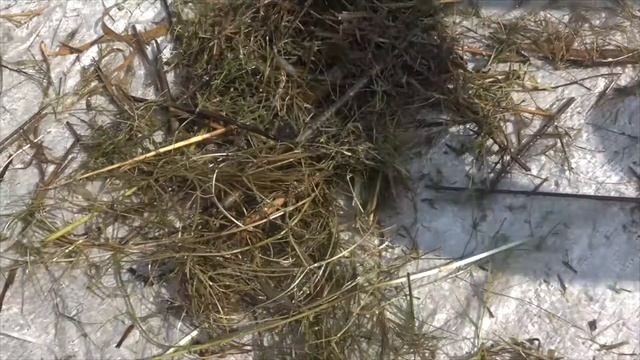 Ловля рыбы Пеленгас и креветок на рыбалку Белоснежне Лебеди и утки Лебединое озеро Евпатория Крым смотреть онлайн