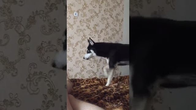 Хаски защищает дом от чужих смотреть онлайн