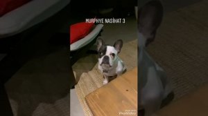 Sercan Murphy'e nasihat veriyor :)