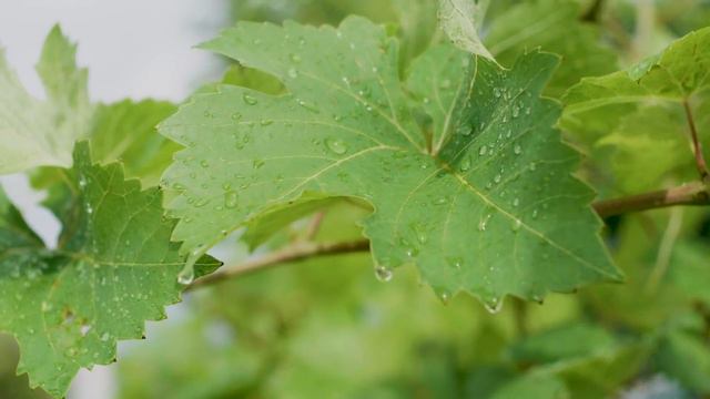 10 Hours Relaxing Piano Music & Rain Sounds: Peaceful music for relaxation, sleep and meditation смотреть онлайн