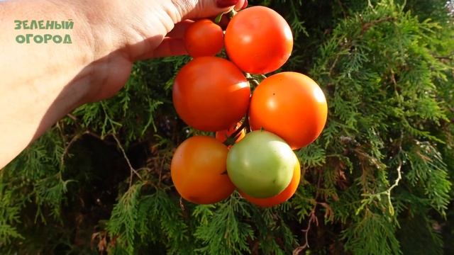 Томат СИБИРСКИЙ ГРУНТОВЫЙ ЗОЛОТОЙ. Обзор сортов ТОМАТОВ!