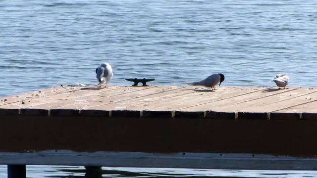 Arctic Terns and Bonaparte's Gull in Alaska смотреть онлайн