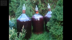 Сок берёзовый. Заготовка и хранение.