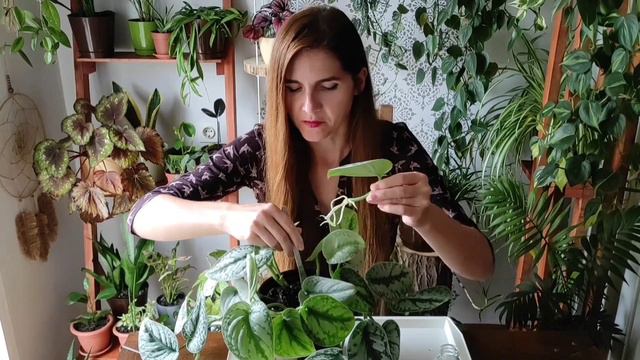 Scindapsus Pictus 'Exotica'