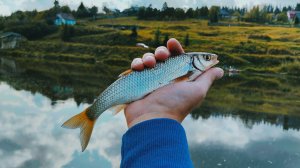 Темповая ловля бели на бомбарду