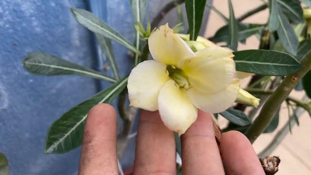 UM POUQUINHO MAIS DAS ROSAS DO DESERTO DA DONA JUSSARA смотреть онлайн