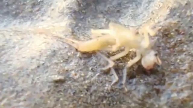 Лучшая наживка на хариуса, ельца, налима. Рыбалка. Видео высокой четкости. Рыбалка ловля х смотреть онлайн