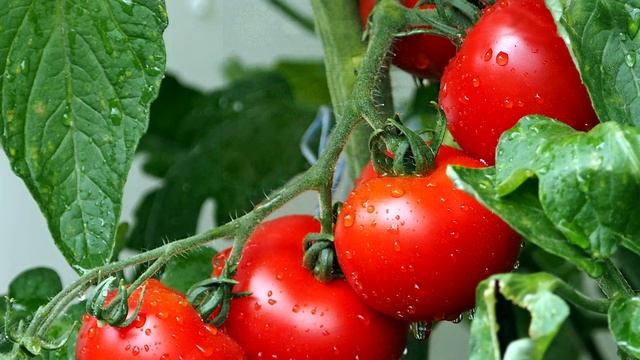 ЛУЧШИЕ ТОМАТЫ ДЛЯ ОТКРЫТОГО ГРУНТА 2022 год! Посейте ЭТИ урожайные сорта смотреть онлайн