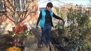 Как обрезать розы флорибунда на зиму  Показываю на примере своего куста