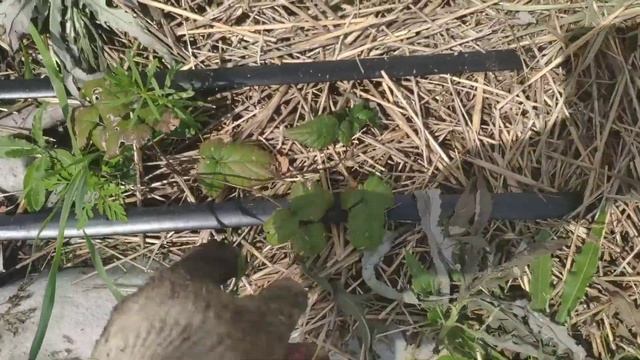 Высадкп ежевики in-vitro в поле БЛЭК ДЖЕМ (BLACK GEM) смотреть онлайн