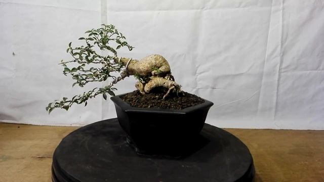 Bonsai Lagerstroemia Indica смотреть онлайн