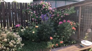 Роза Перенниал Блю в моем саду (обзор). Perennial Blue.