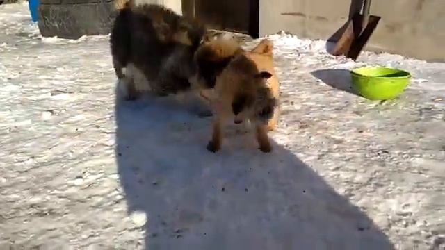 Кавказская овчарка 2 месяца смотреть онлайн