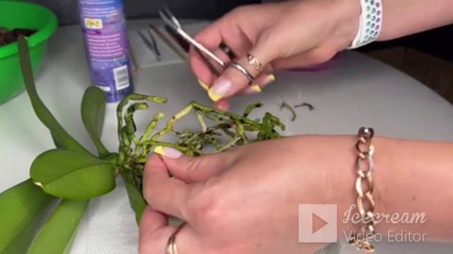 05.08.2022 Пересадка орхидеи Sunset Love. ПОТРОШИМ корешки/ подбираем грунт. КОРНЕВИН с МИКОРИЗОЙ смотреть онлайн