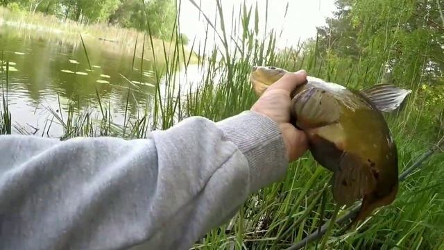Популярная пресноводная рыба смотреть онлайн