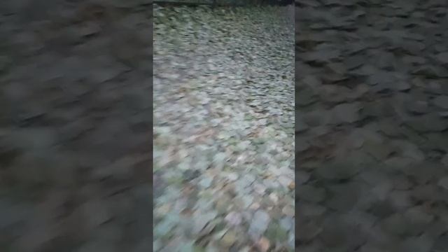 перед этой прогулкой мы ходили по льду