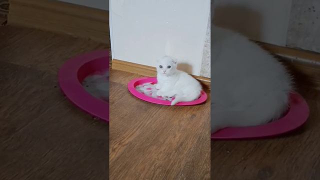 кому котейку на подносике?#продажакотят #виделивидео#котята #котенок #котики #манчкин #манчкины#мил смотреть онлайн