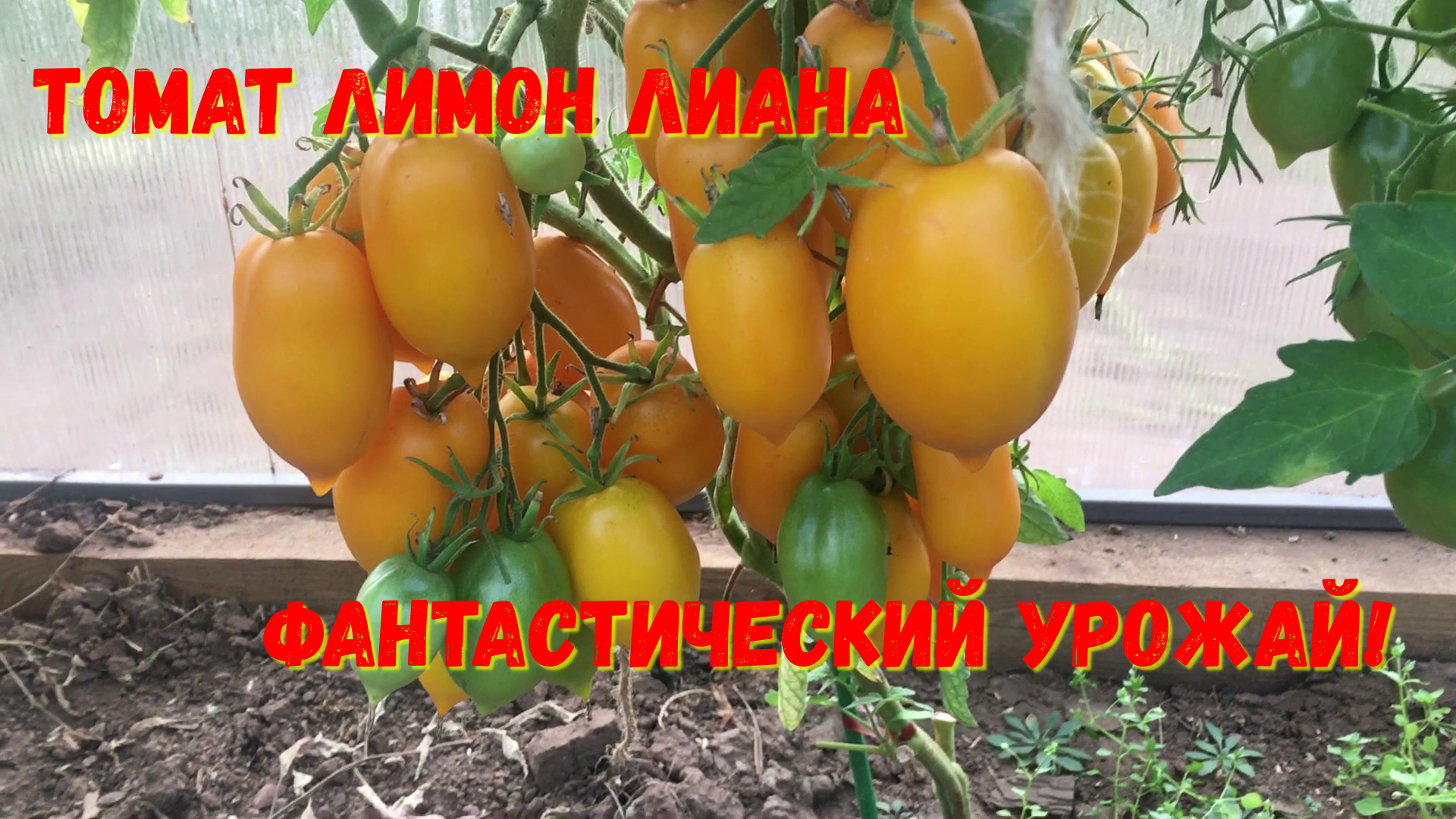 Томат Лимон Лиана (Чудо света) Не трескается, не сыплется, очень вкусный смотреть онлайн