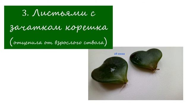 Мои растишки/домашние/Денежное дерево. Как размножить? Размножение денежного дерева смотреть онлайн