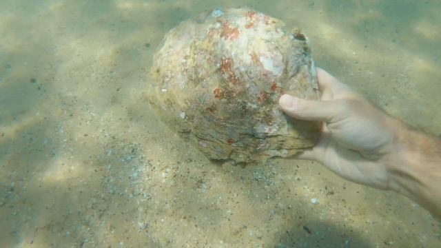 the MILLION dollar PEARL смотреть онлайн