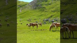 Эннио Морриконе ( одинокий пастух)