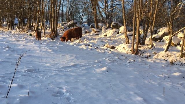 Scottish Highland Cattle In Finland: Fluffy baby cow and snow 22nd of November 2017 смотреть онлайн