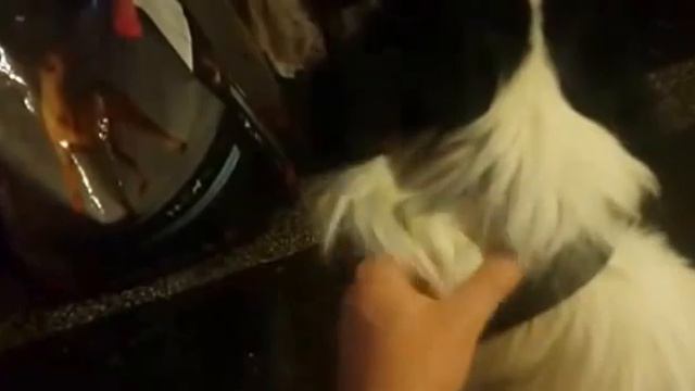 Howling Border Collie смотреть онлайн