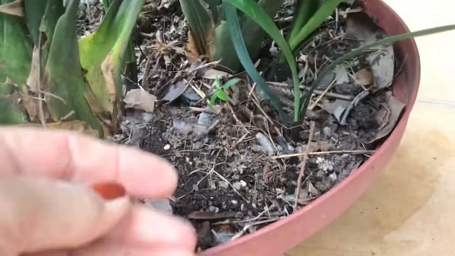 CLIVIA MINIATA/ MUDAS E FLORAÇAO/se gostaram do vídeo de o joinha e escrevam-se no canal😘 смотреть онлайн