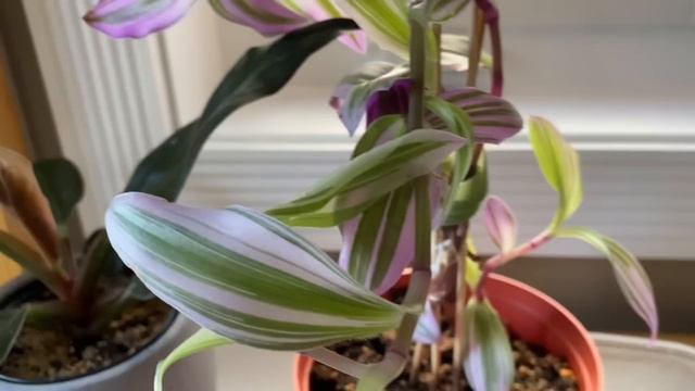 Houseplant Tour | Plants Collection | Fall 2022 🇨🇦 смотреть онлайн