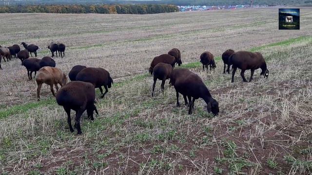 Гиссарские овцы. Татарстан. смотреть онлайн