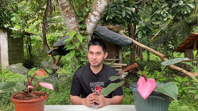 HOW TO PROPAGATE & CARE FOR PHILODENDRON PINK PRINCESS | PINK PRINCESS CARE TIPS AND PROPAGATION