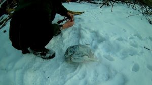 Установка капкана на каменную куницу. Охота на куницу.