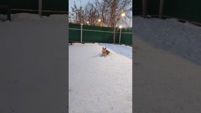 Жуля выбражуля