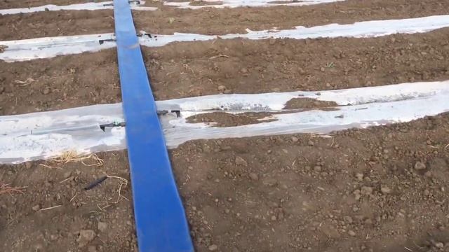 Подготовка почвы и посев позднего арбуза,20 июня 2020 г. смотреть онлайн