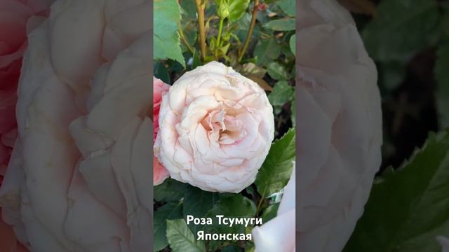 Роза Тсумуги/rose Tsumugi японская смотреть онлайн