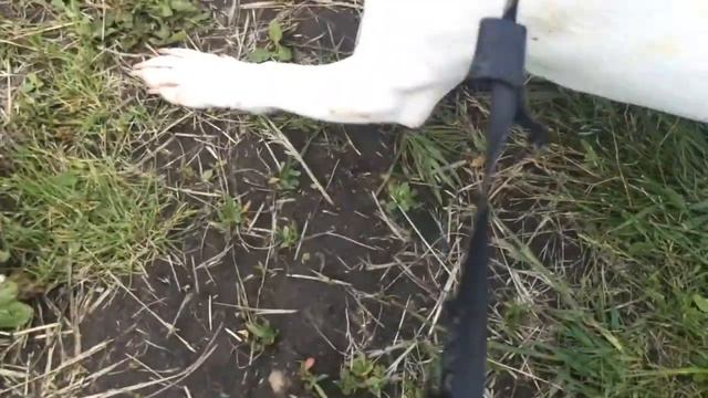 Джек Рассел Терьер трется об червей😂🙈🐶 смотреть онлайн