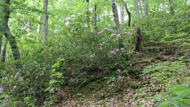 photomoments.bg: Rhododendron ponticum | Странджанска зеленика смотреть онлайн