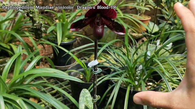 Lan Hài Maudi Đỏ Paphiopedilum Maudiae Vinicolor 'Dragon's Blood -TR' || Toán Ròm Garden