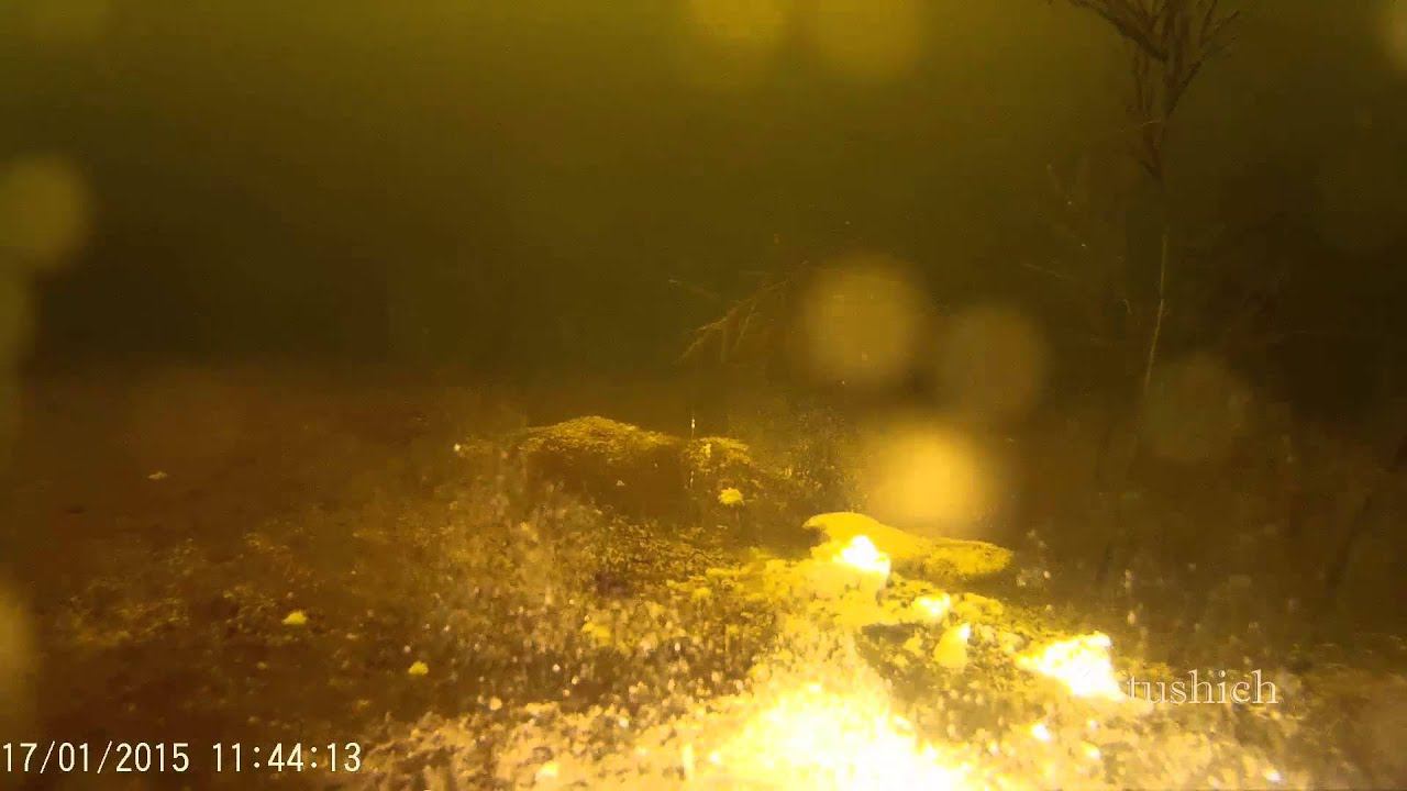 SJ4000 + Fenix HL50 = подводная съемка ратана.. смотреть онлайн